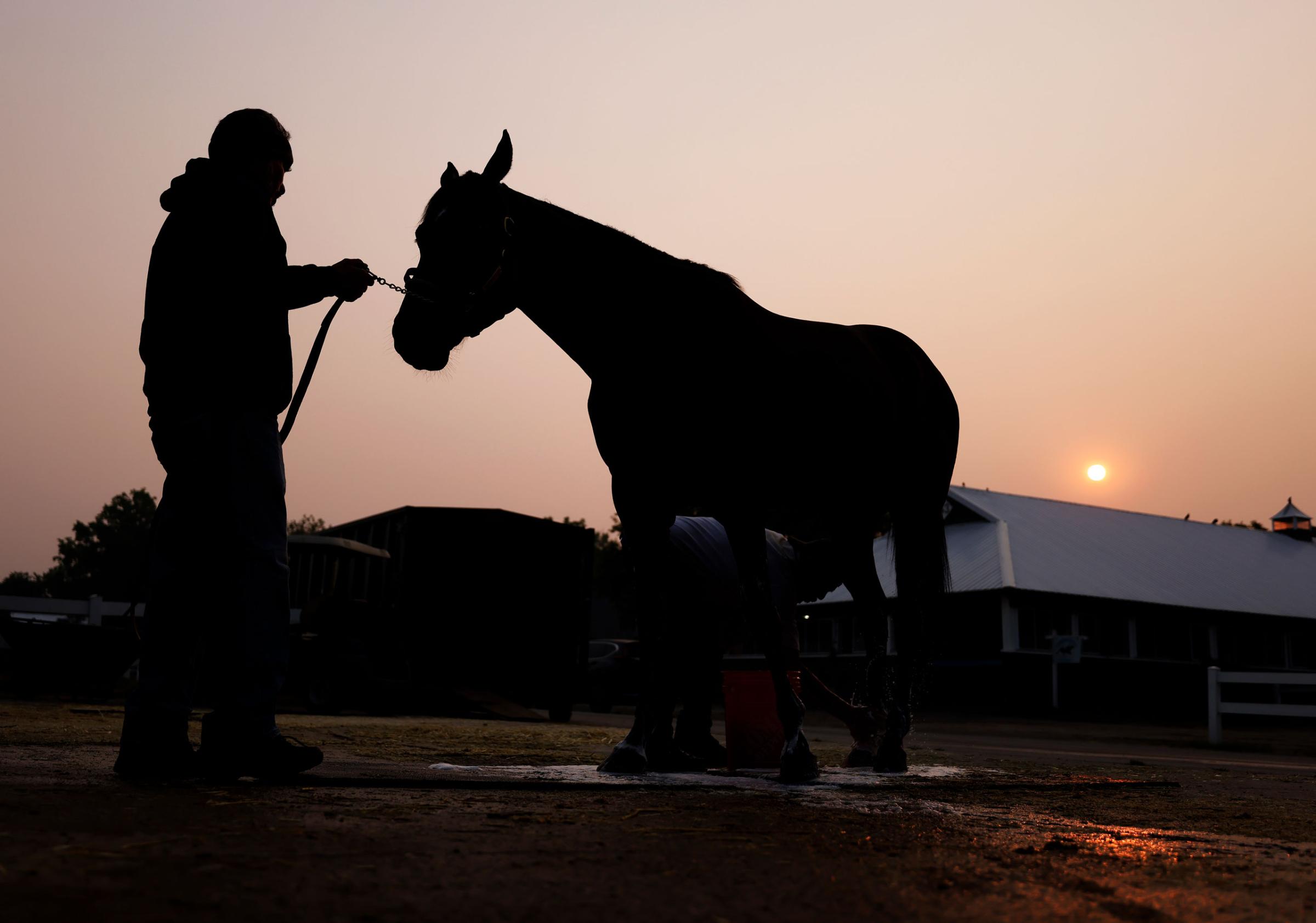 A horse is bathed at sunrise outside its barn prior to the 155th running of the Belmont Stakes