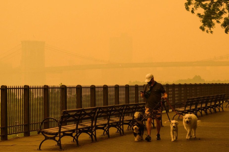 How Wildfire Smoke Affects Wildlife—and Your Pets
