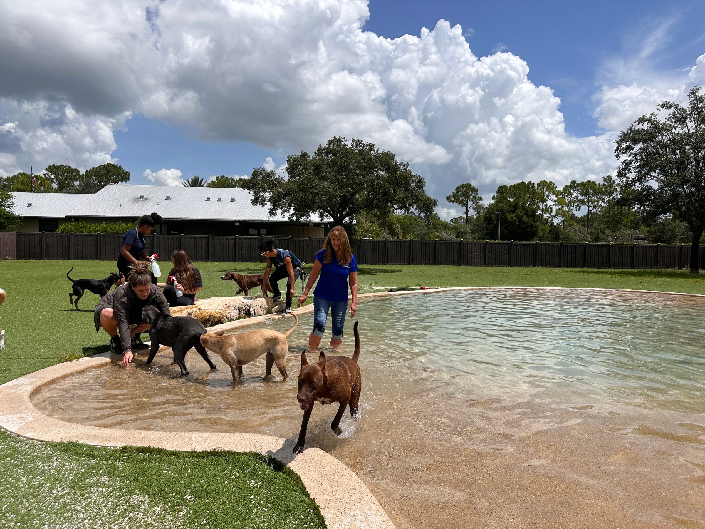 Dogs playing in a pool