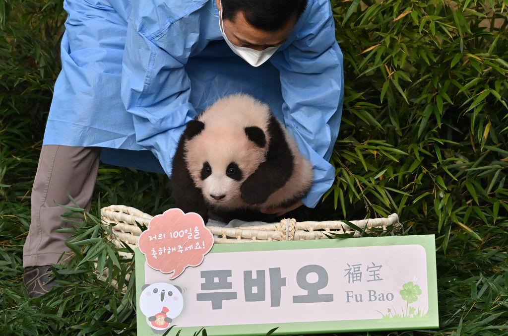 A caretaker carries panda cub Fu Bao during a ceremony to reveal her name at Everland Amusement and Animal Park in Yongin on November 4, 2020. (Jung Yeon-je—AFP/Getty Images)