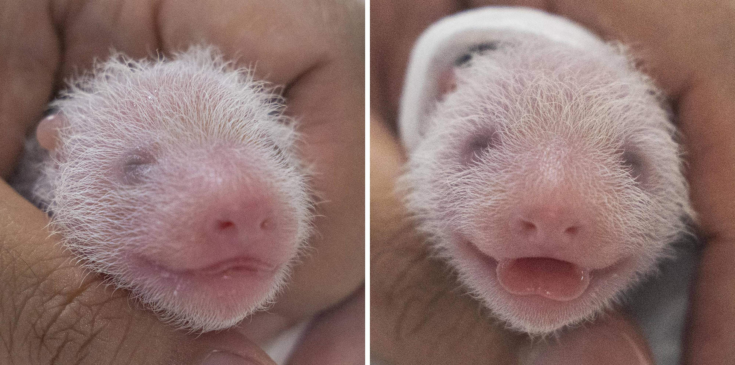 The newly born female twin pandas at Everland Amusement and Animal Park in Yongin, on July 7. (Handout/Everland/AFP/Getty Images)