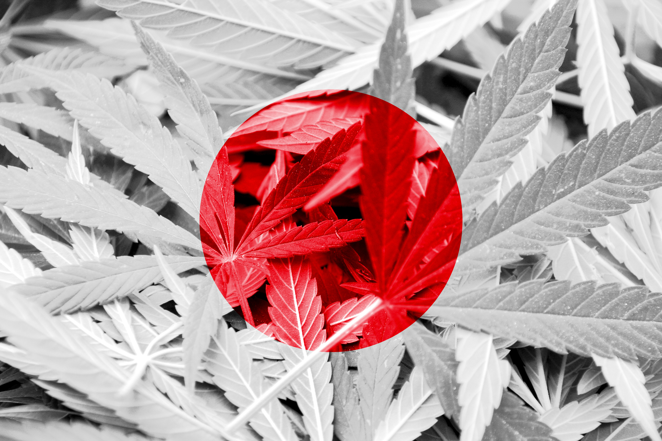 Japan Flag on cannabis background.