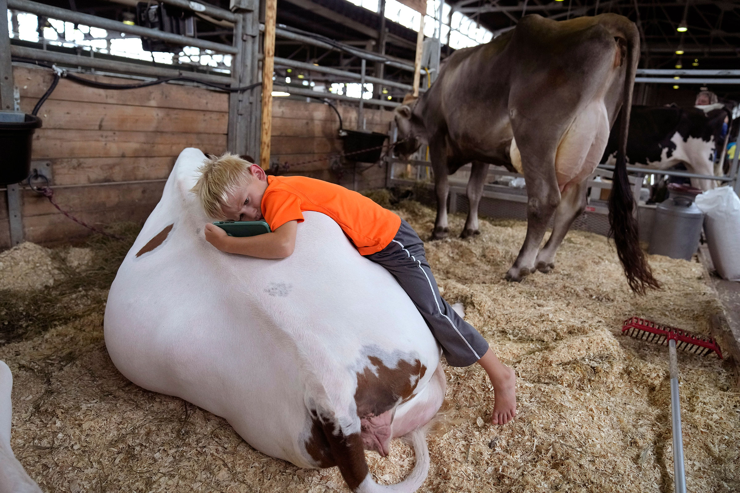 Five-year-old Jack Sawyer, of Dillon, Iowa, lays on the back of a cow in the cattle barn