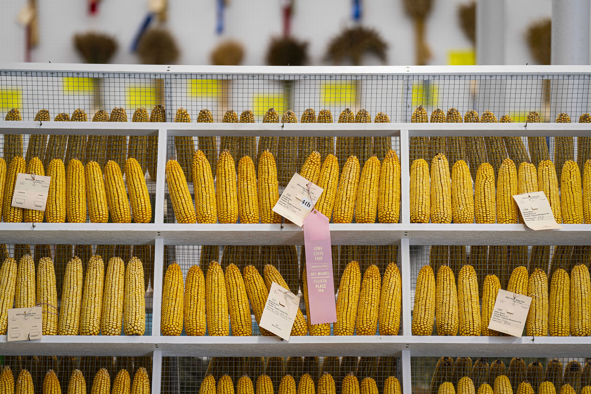 Cobs of corn are judged in the agriculture building on Aug. 10. (Al Drago—Bloomberg/Getty Images)