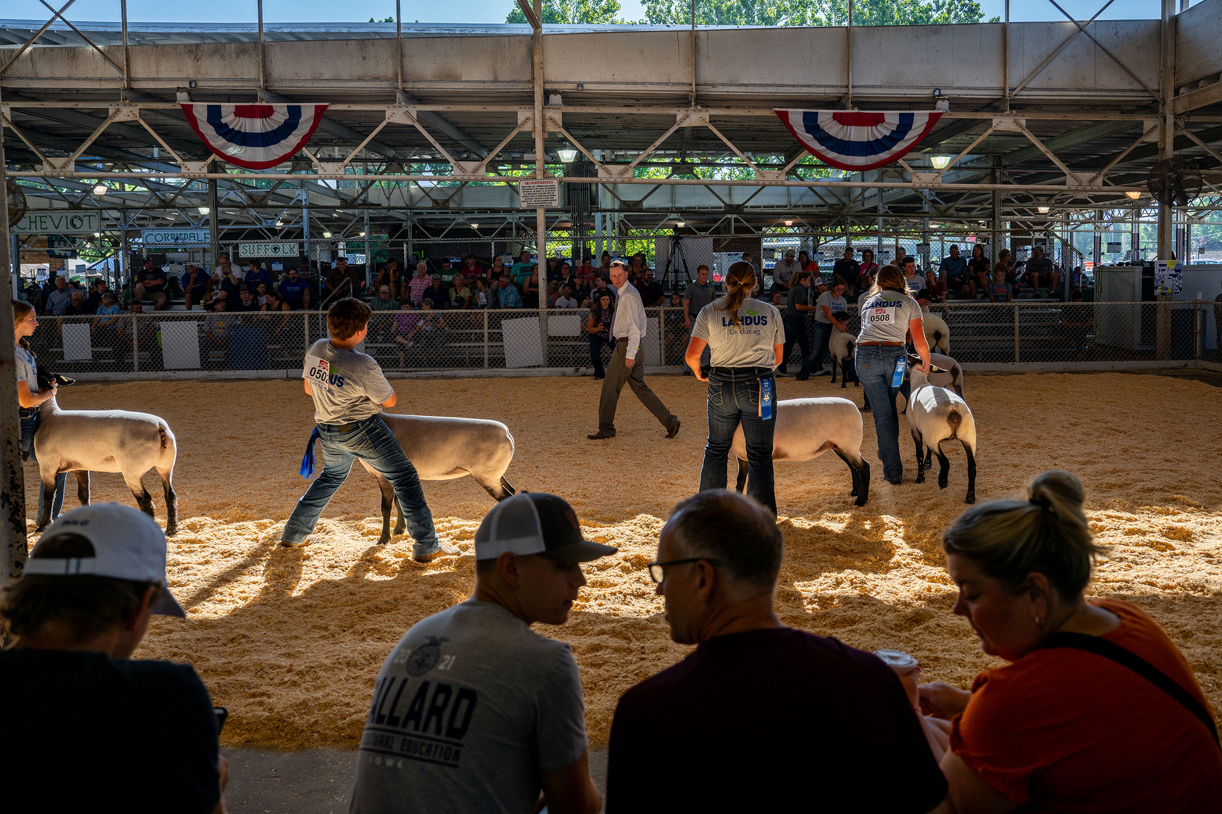 A judge evaluates contestants' livestock during a competition inside the Sheep Barn on Aug. 11. (Brandon Bell—Getty Images)