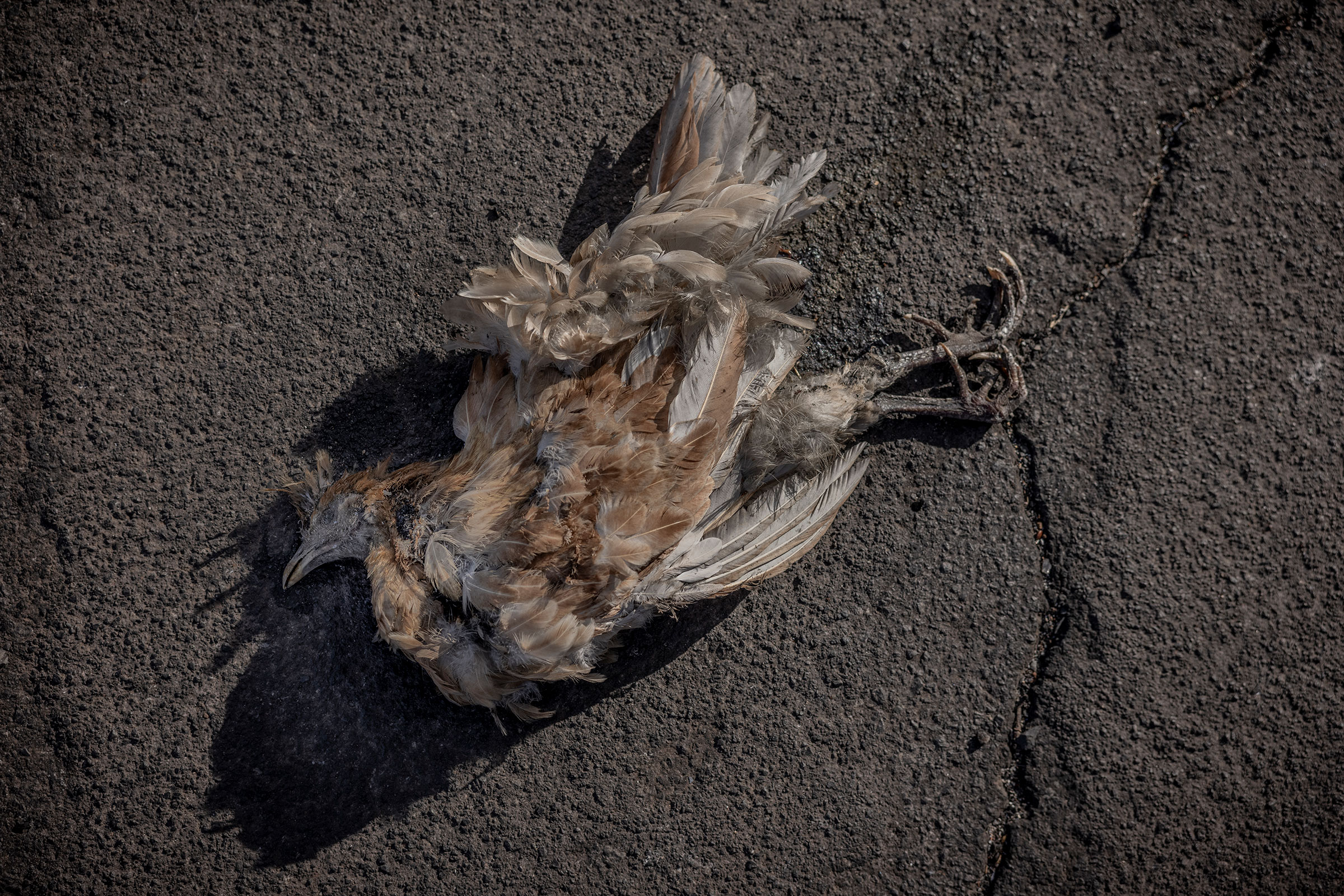A bird lay dead in Lahaina on Aug. 14. (David Butow for TIME)
