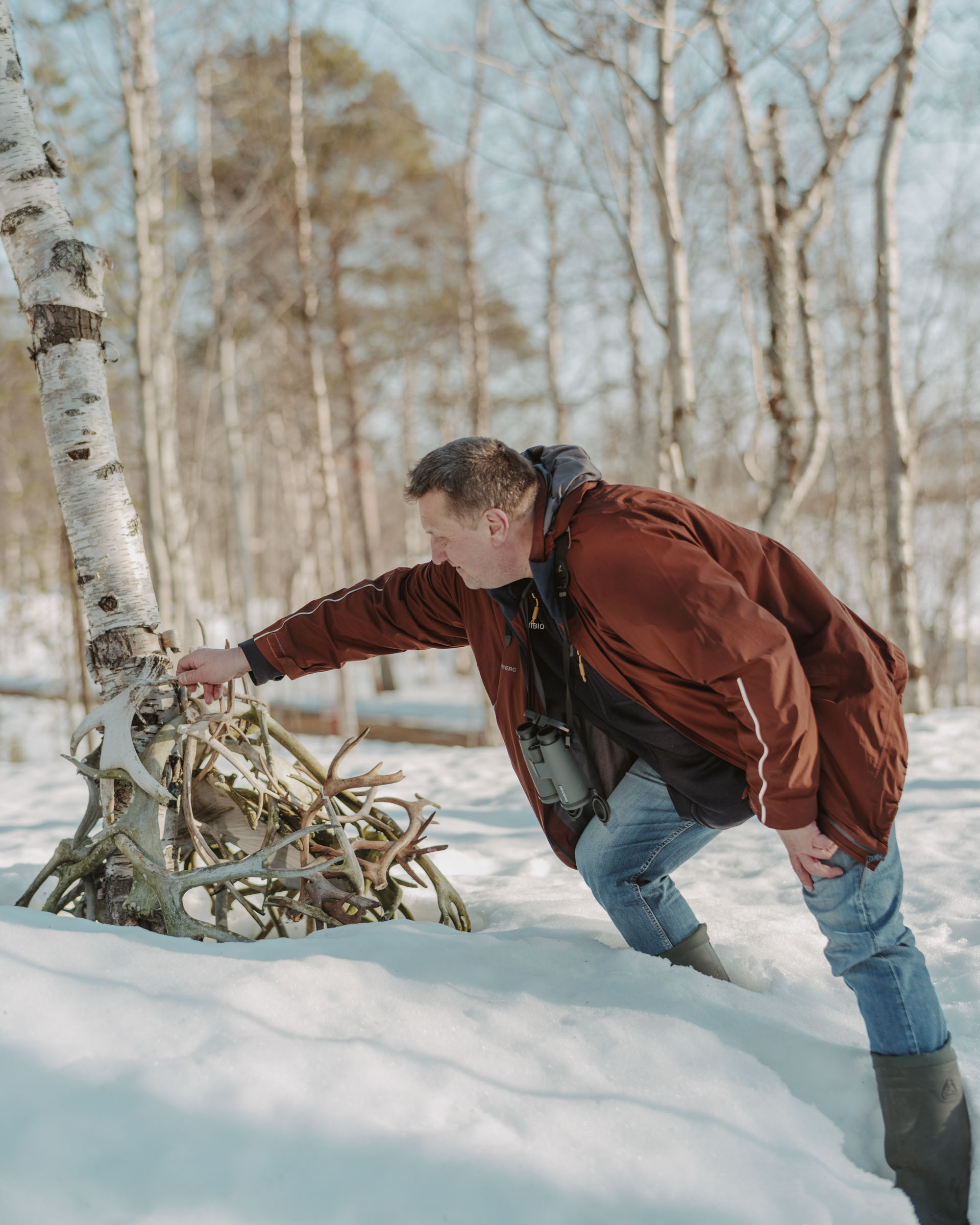 Environmental researcher Paul Aspholm places reindeer antlers collected from carcasses in the field onto a pile at his home in Svanhovd.