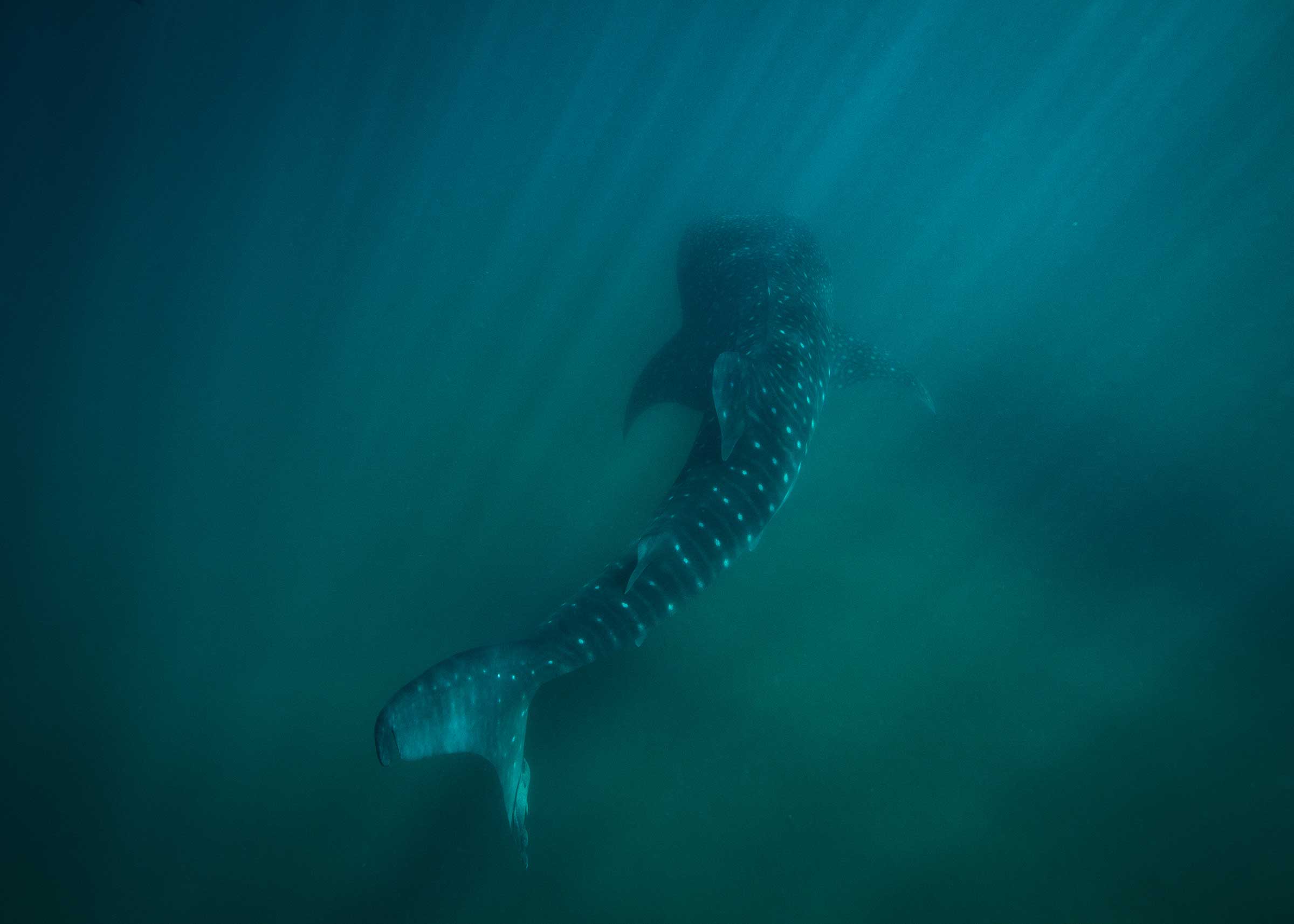 A whale shark in the harbor off La Paz, Mexico. Whale sharks use the shallow waters off La Paz as a feeding ground.  As the city has grown, ship traffic has increased and has exposed these peaceful creatures to ship strikes. Today, the city of La Paz is facing pressure to construct a cruise ship port, which would greatly impact the survival of these whale sharks as well as the migration of other important species such as blue whales. (Cristina Mittermeier—SeaLegacy)