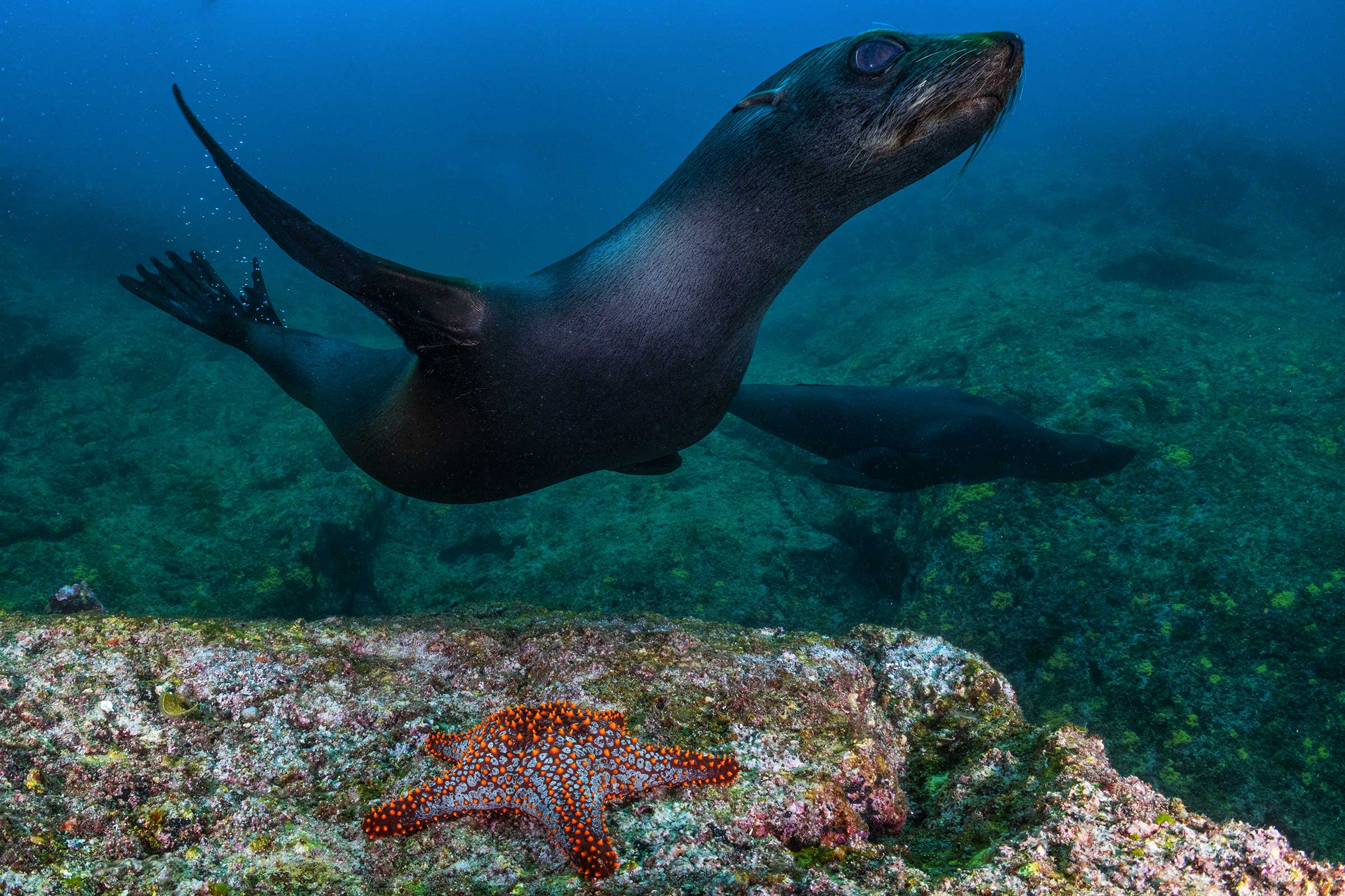 A sea lion swims in the waters off the island of Las Animas. Just weeks after this photo was made, an entangled net of an industrial tuna vessel was abandoned underwater.  The 650 meter-long net was eventually retrieved by Mexican authorities but not before it killed a number of sea lions and other marine species.  (Cristina Mittermeier—SeaLegacy)
