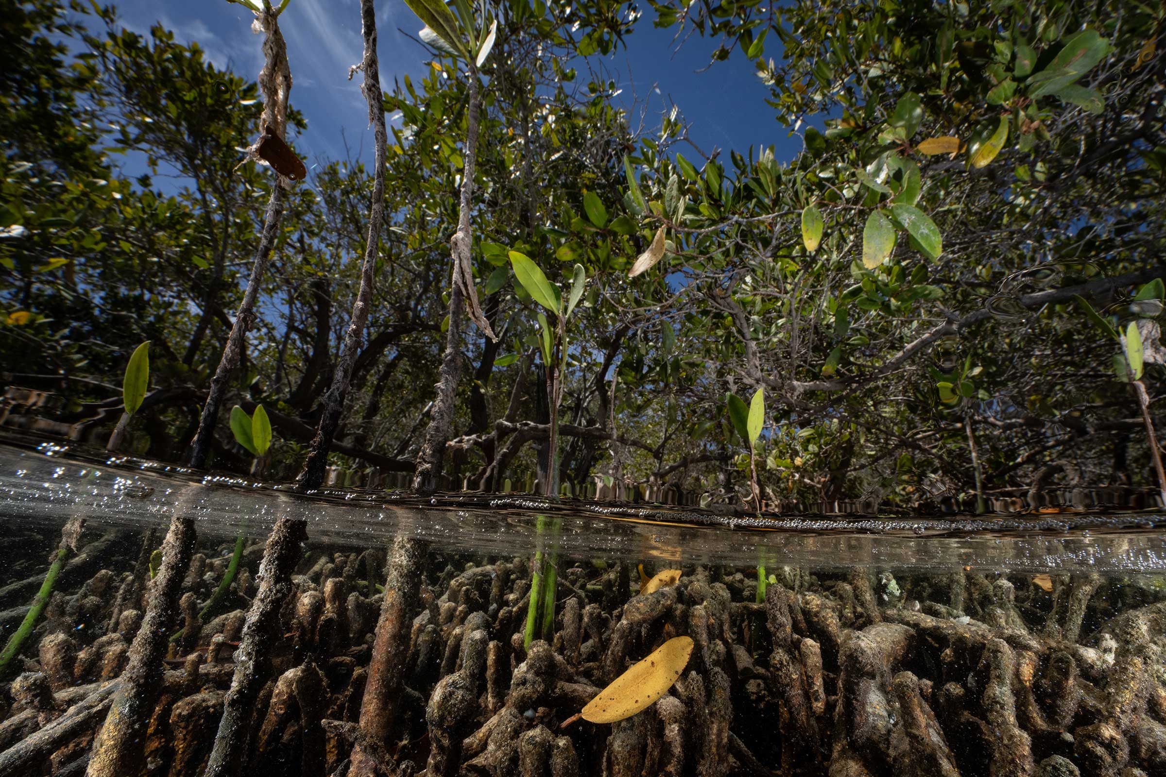 Mangroves, with their roots in sediment, absorb four times more carbon than any tree on land. The destruction of mangroves therefore has significant economic as well as ecological impacts for the other coastlines they inhabit. With the creation of the Marine Biosphere Reserve these mangroves would be protected from being cut down for hotels, golf courses and other coastal development. (Cristina Mittermeier—SeaLegacy)