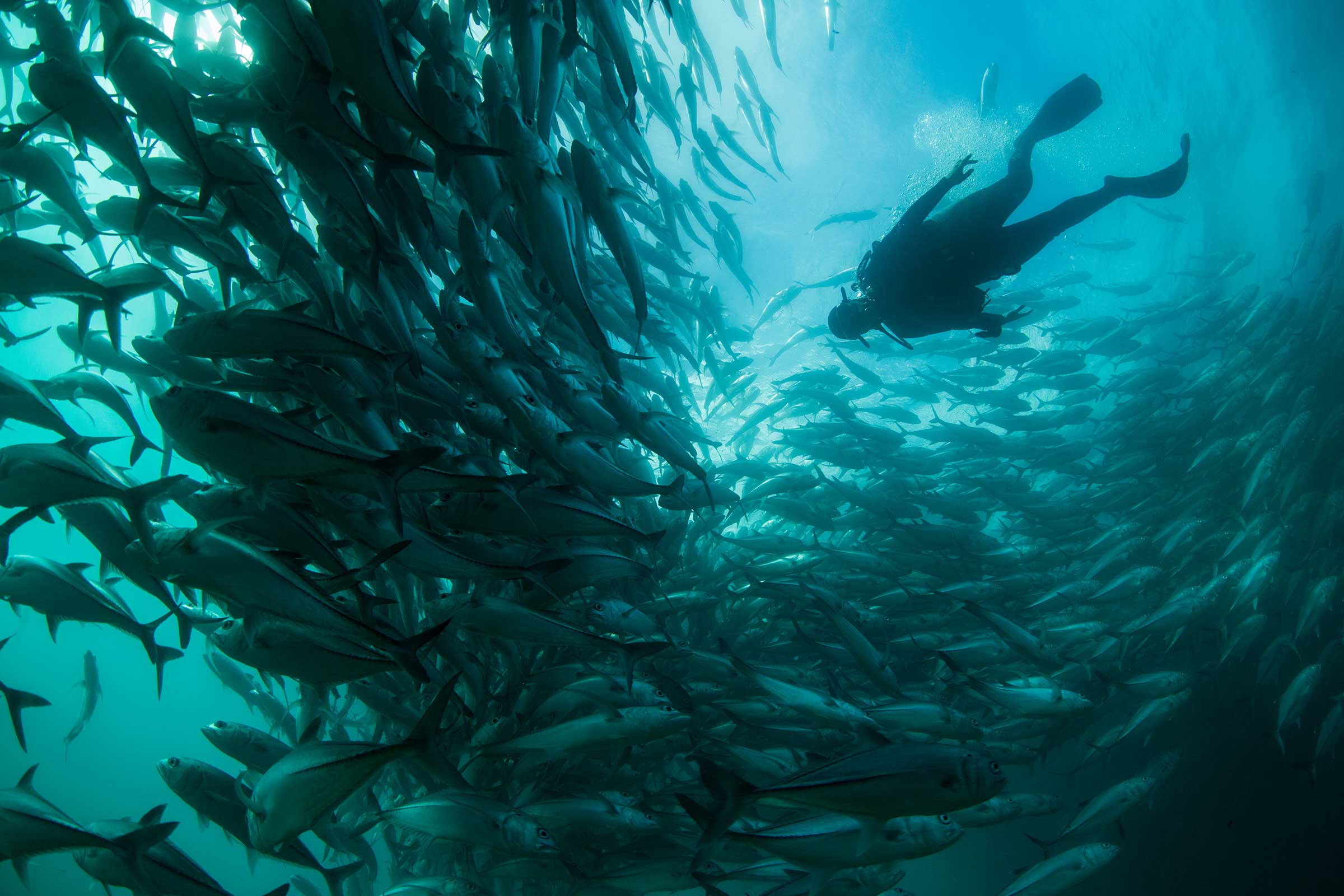 Photographer and conservationist Cristina Mittermeier dives among a school of Spanish jack in Cabo Pulmo National Park.   (Paul Nicklen—SeaLegacy)