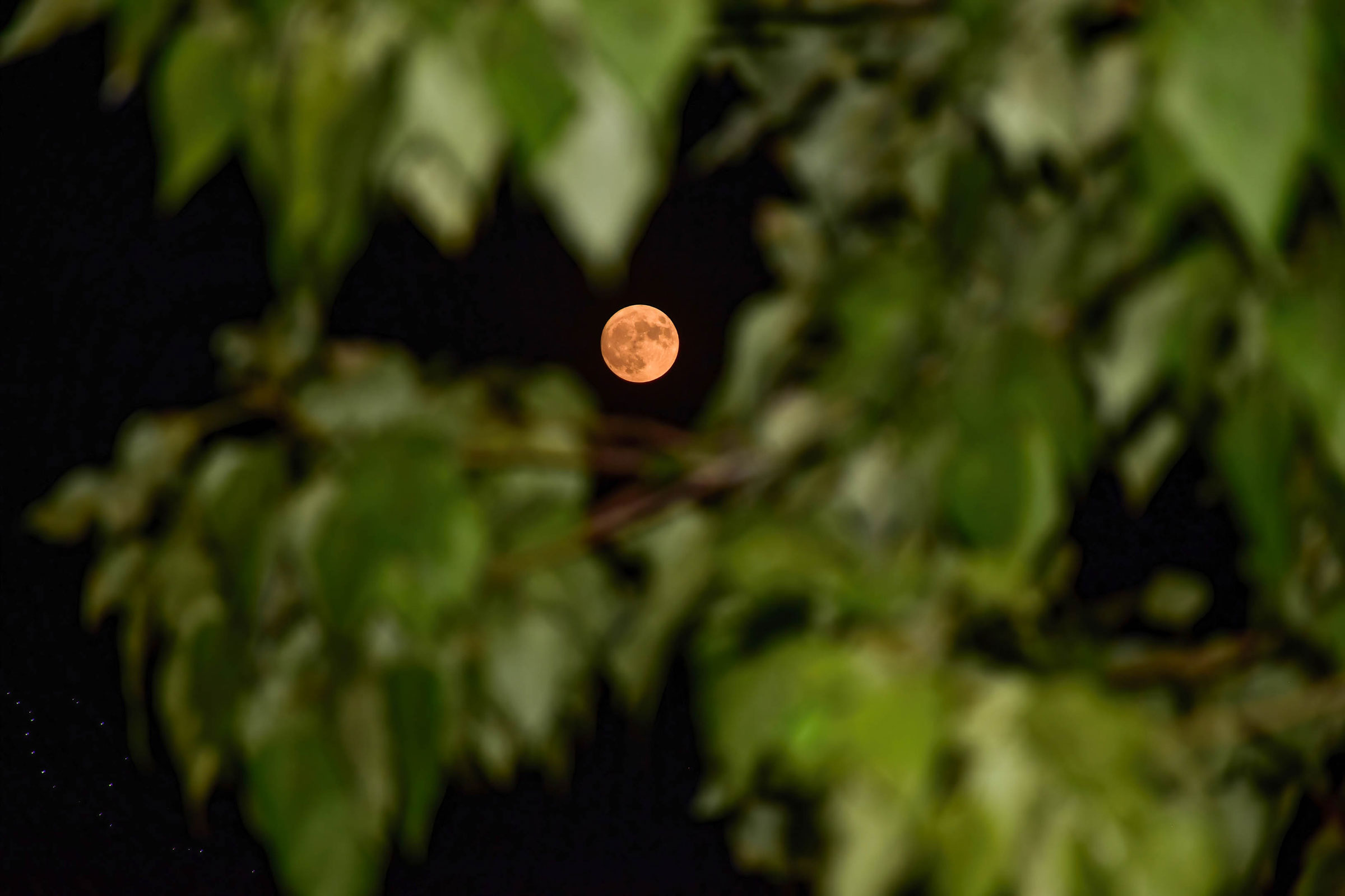 The super blue moon rises in Srinagar, the summer capital of Jammu and Kashmir, on Aug. 30, 2023.  (Saqib Majeed—SOPA Images/LightRocket/Getty Images)