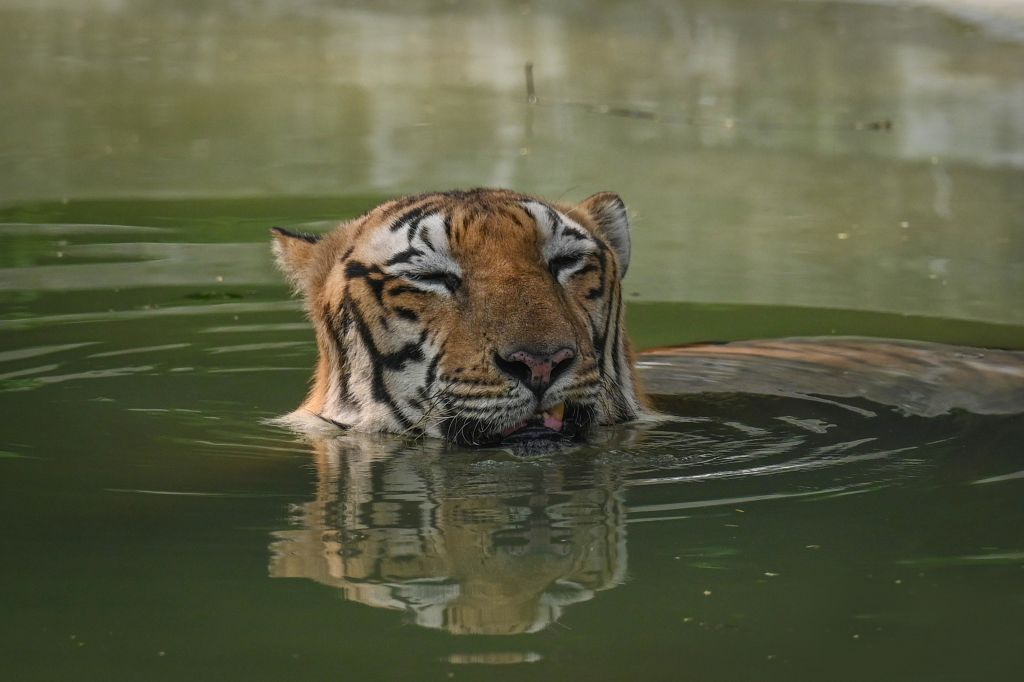 A Royal Bengal Tiger is seen playing in the water on a hot summer day at Delhi Zoo on August 21, 2023 in New Delhi, India.  (Sanchit Khanna—Hindustan Times/ Getty Images)