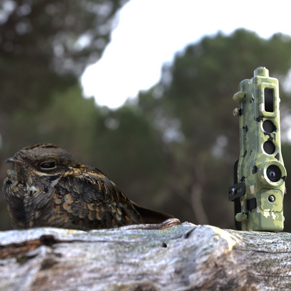 TrailGuard AI—a compact, AI-embedded camera-alert system manufactured by Nightjar—and the namesake bird (not shown to scale).