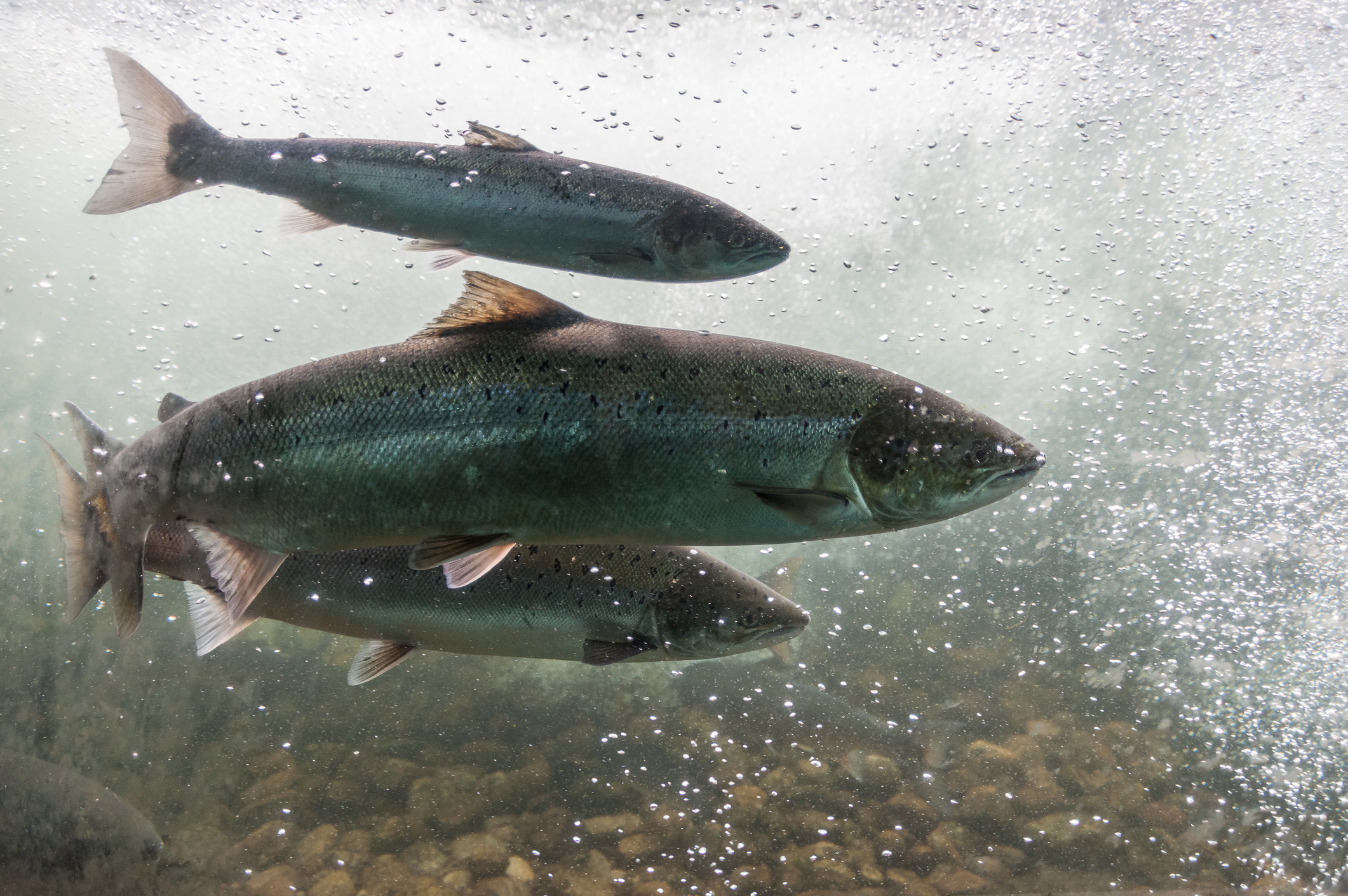 Atlantic salmon swimming against the river current.