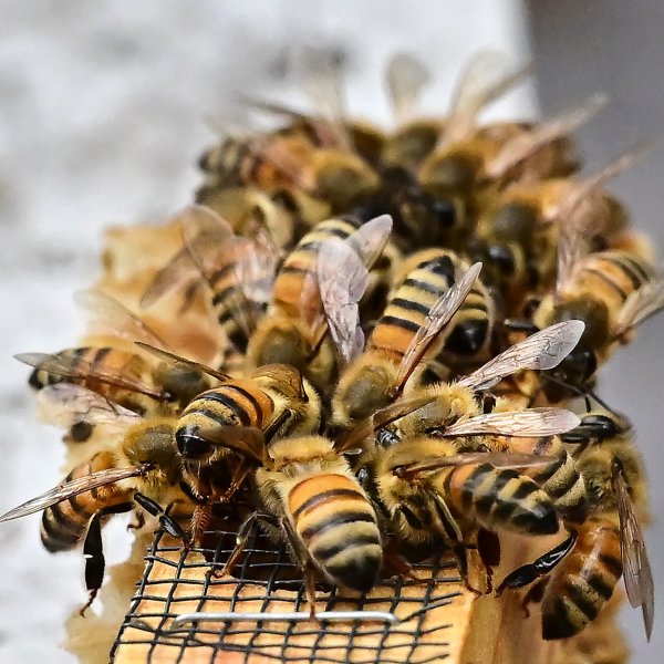 A queen bee's cage is covered with nurse bees during the production of honey in Pasadena, Calif, on May 31, 2023.