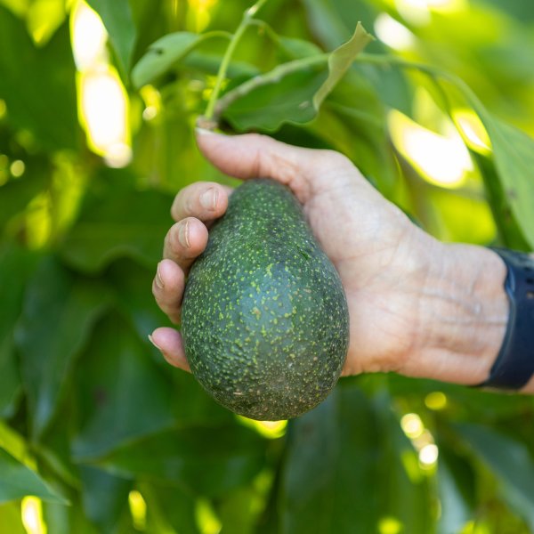 Mary Lu Arpaia, a UC Cooperative Extension horticulturist based at UCR, holds a Luna UCR avocados at that South Coast Research and Extension Center, on July 26, 2023, in Irvine. 
                                        The research site is the location where the Luna UCR avocado is being grown. 
                                        (UCR/Stan Lim)
