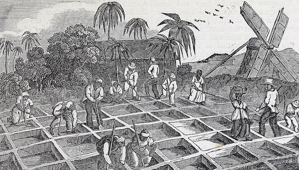 Planting sugar cane in the West Indies.