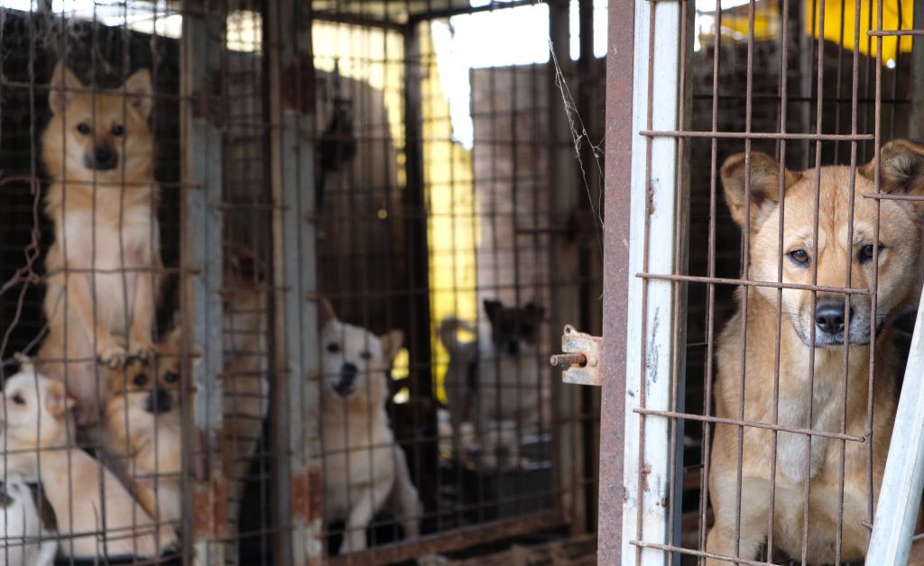 South Korea Dog Farmers Threaten to Unleash 2 Million Strays