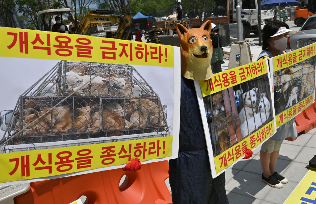 South Korea Dog Farmers Threaten to Unleash 2 Million Dogs