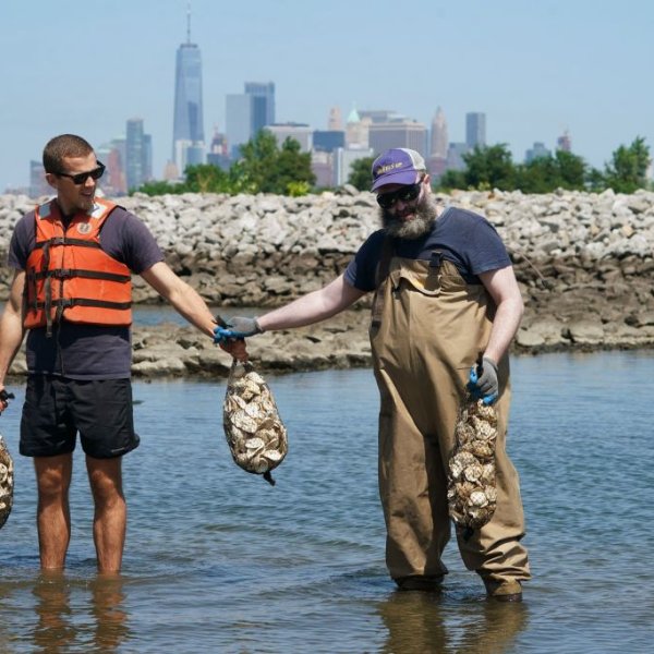 Workers with the Billion Oyster Project place oysters in the waters near Brooklyn's Bush Terminal Park Aug. 23, 2018 in New York.