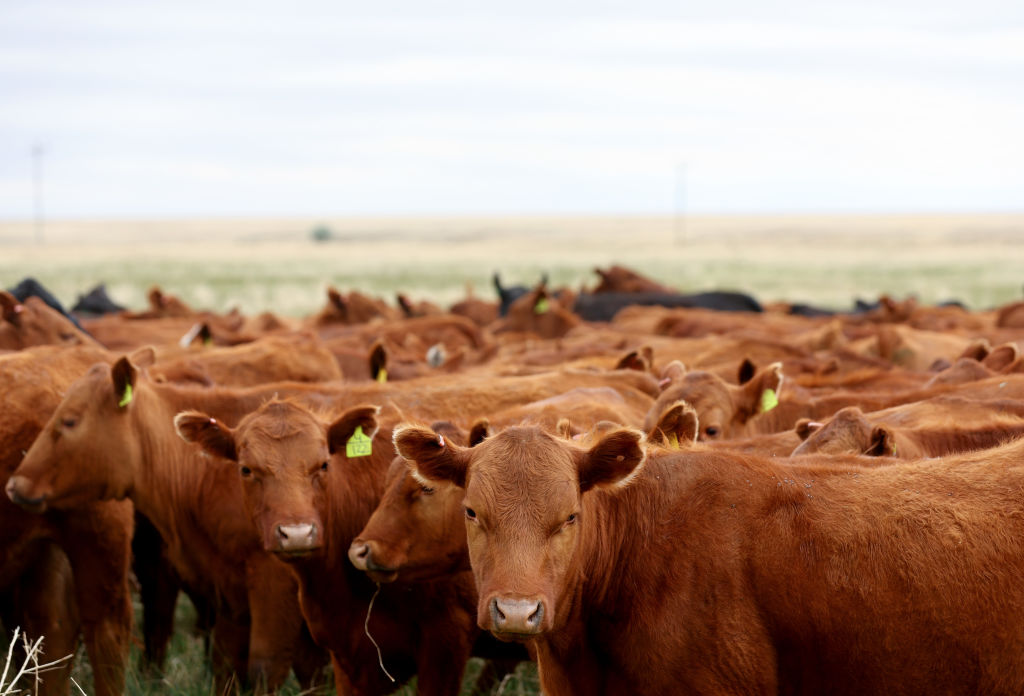 Disclosed emissions from the world’s 20 largest publicly-listed meat and dairy companies rose 3.3% from 2022 levels, according to a report by investor network FAIRR Initiative.