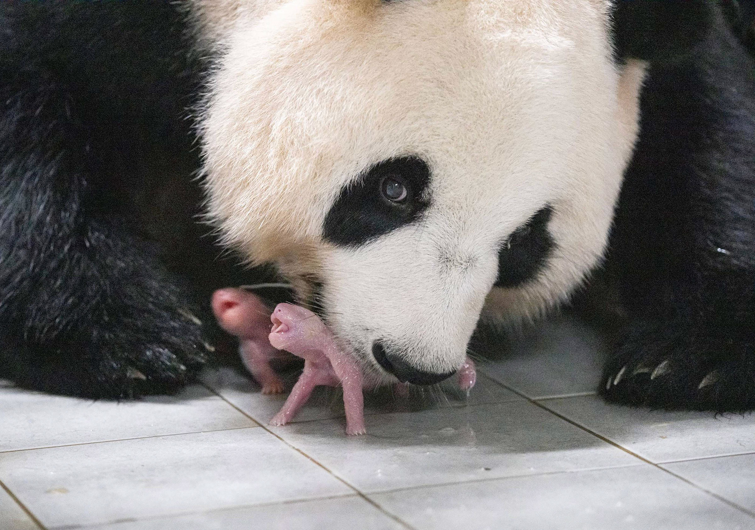 Giant panda mother Ai Bao and her newly born female twin pandas, the first to be born in the country, at Everland Amusement and Animal Park in Yongin, South Korea, on July 7.