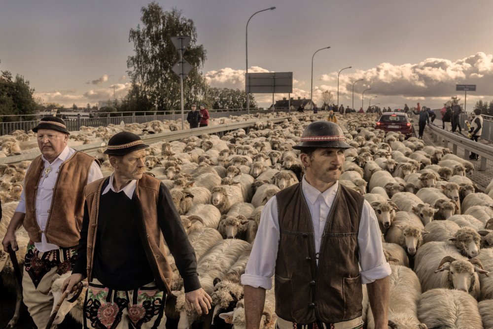 Shepherd Józef Klimowski, left, and others lead a flock of sheep in Nowy Targ, Poland, in the country's southern highlands, Oct. 8, 2023. (Maciek Nabrdalik/The New York Times)
