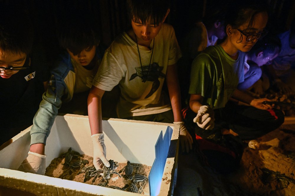 Students from the New International School of Thailand assist with the release of young leatherback turtles on Bang Khwan beach in the coastal Thai province of Phang Nga on Feb. 20.