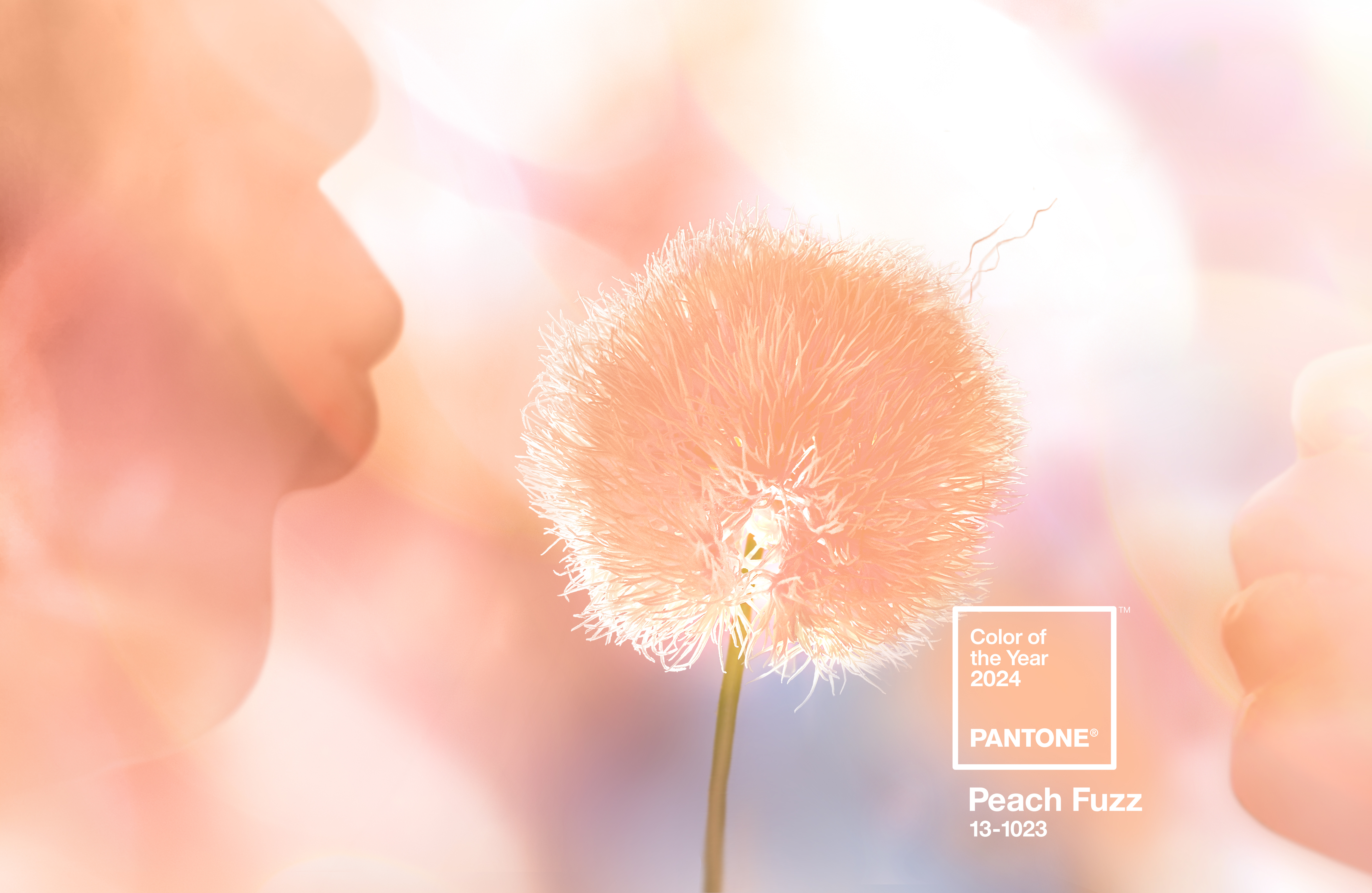Pantone’s 2024 Color of the Year Symbolizes Human Compassion and Connection