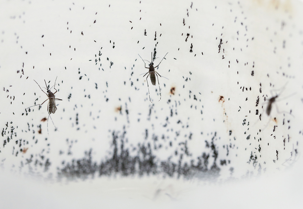 La dengue explose dans le monde entier : ce qu’il faut savoir et comment se protéger
