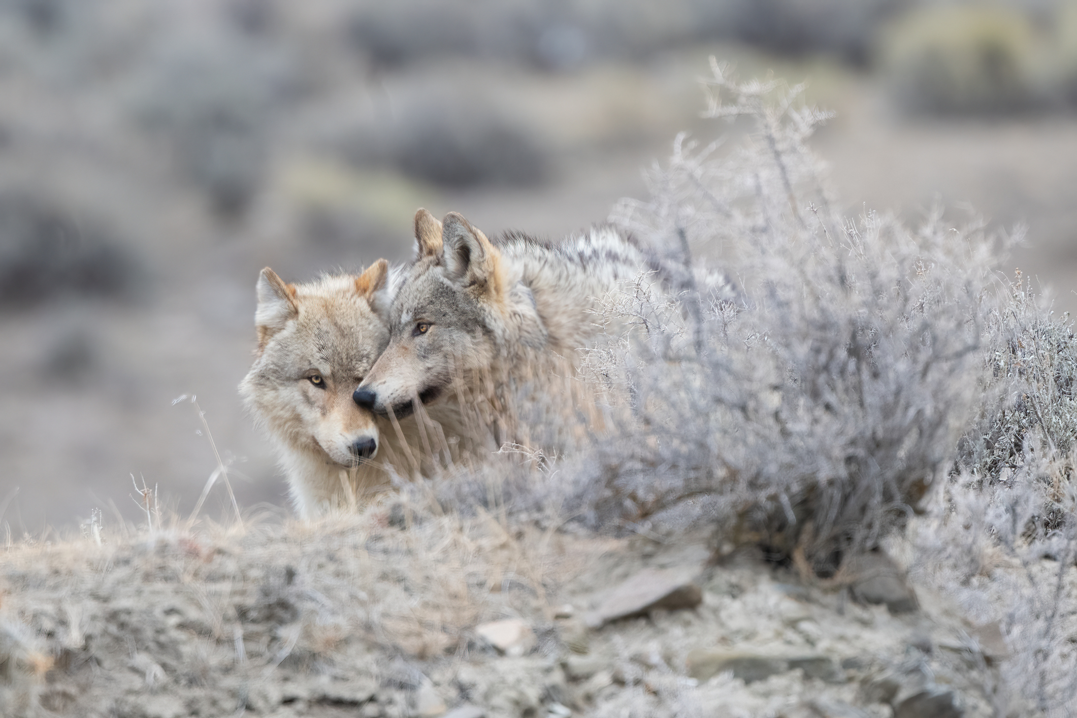 Two Grey wolf (mostly white/tan colored) share a tender moment together for portrait in Yellowstone National Park (USA)