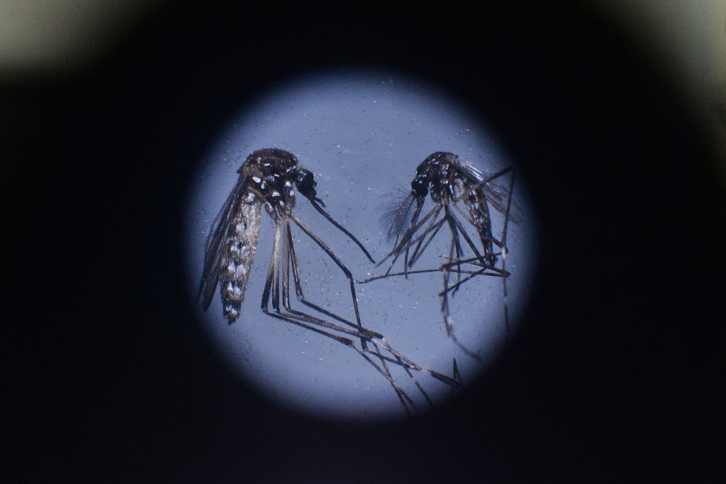 An adult <em>Wolbachia</em>-infected <em>Aedes aegypti</em> mosquito is seen under a microscope at the insectarium of Universitas Gajah Mada in Yogyakarta, Indonesia, Dec. 8, 2023. (Dasril Roszandi—Anadolu/Getty Images)