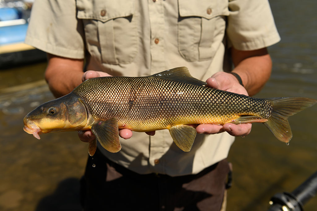 The U.S. Fish and Wildlife Service Colorado River Fish project (CRFP) is working hard to restore native fish populations in the Colorado River and other western rivers and lakes in Grand Junction, Colorado.