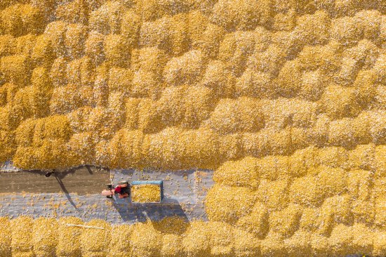 A farmer unloads corn to be dried in China’s Heilongjiang province.