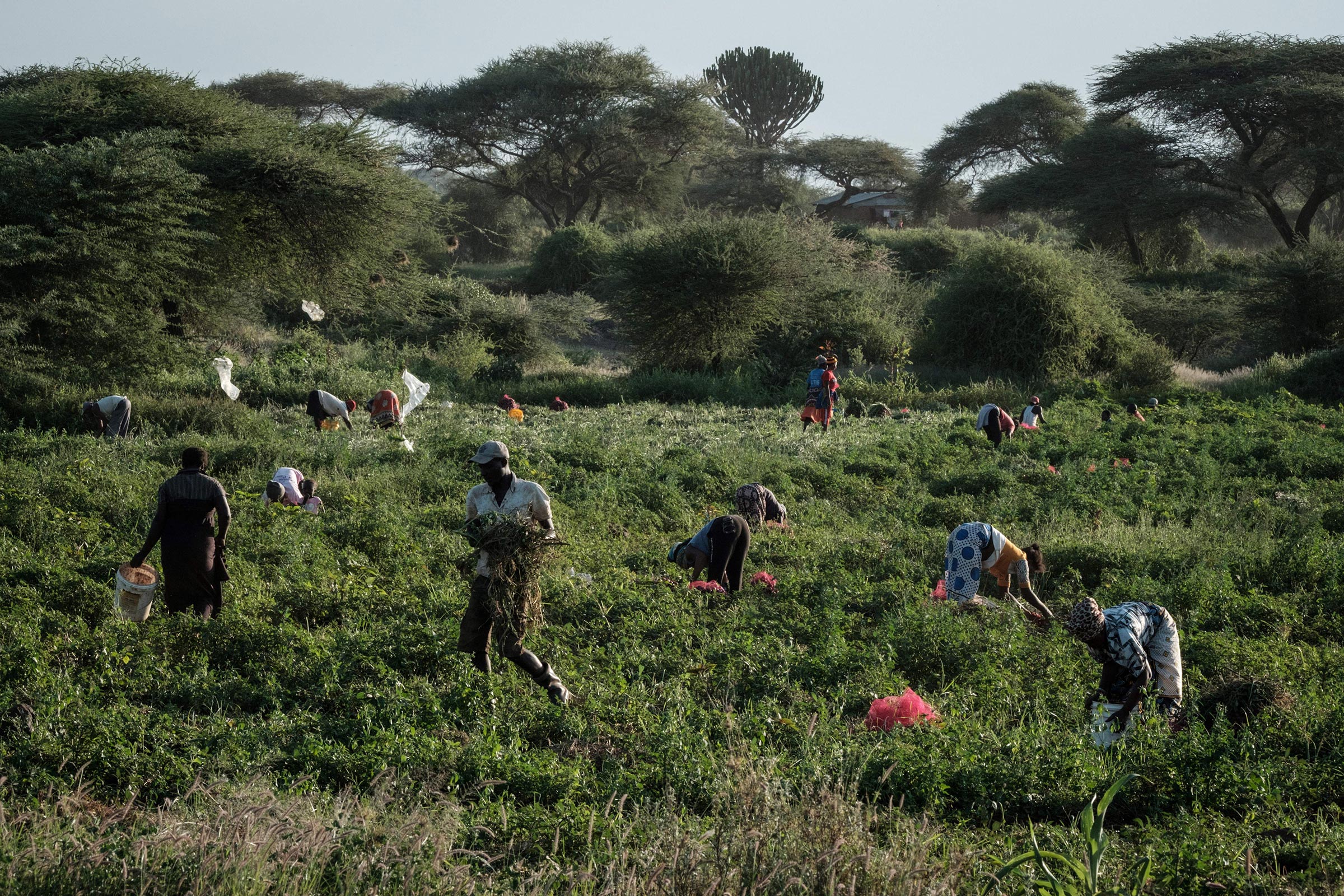 Farmers in Kenya in 2021 (Yasuyoshi Chiba—AFP/Getty Images)