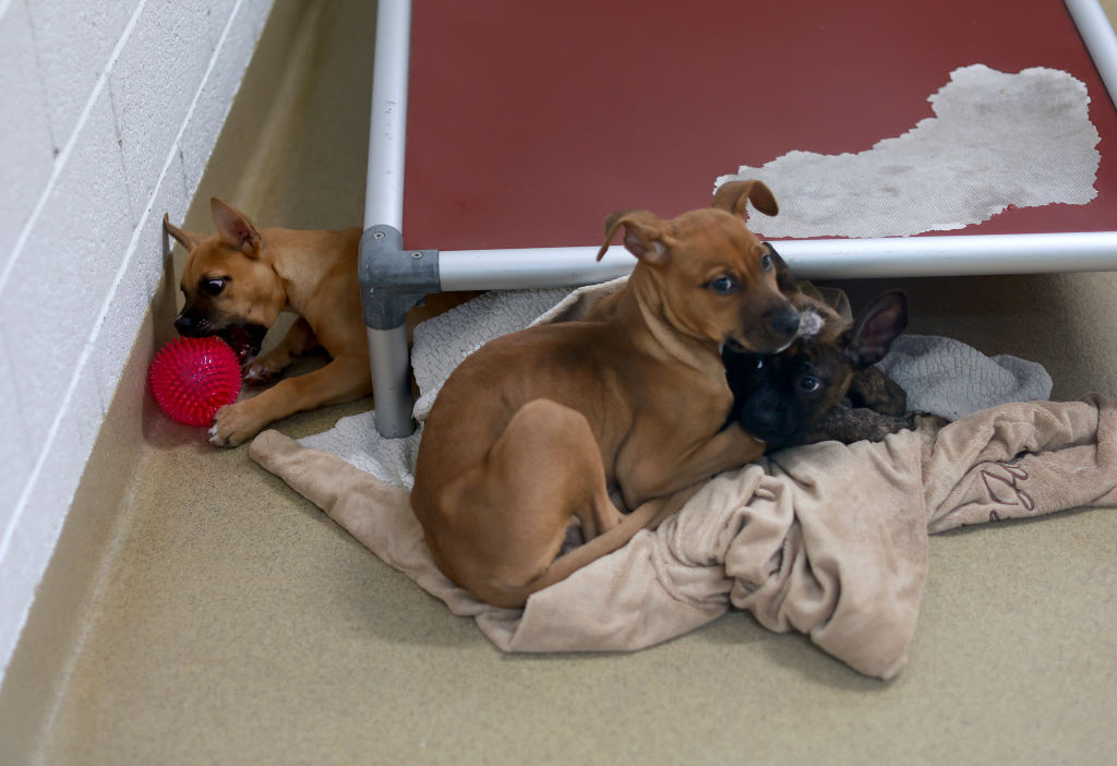 Dogs that are up for adoption gather together at the Humane Society of Greater Miami on December 13, 2023 in Miami, Florida.