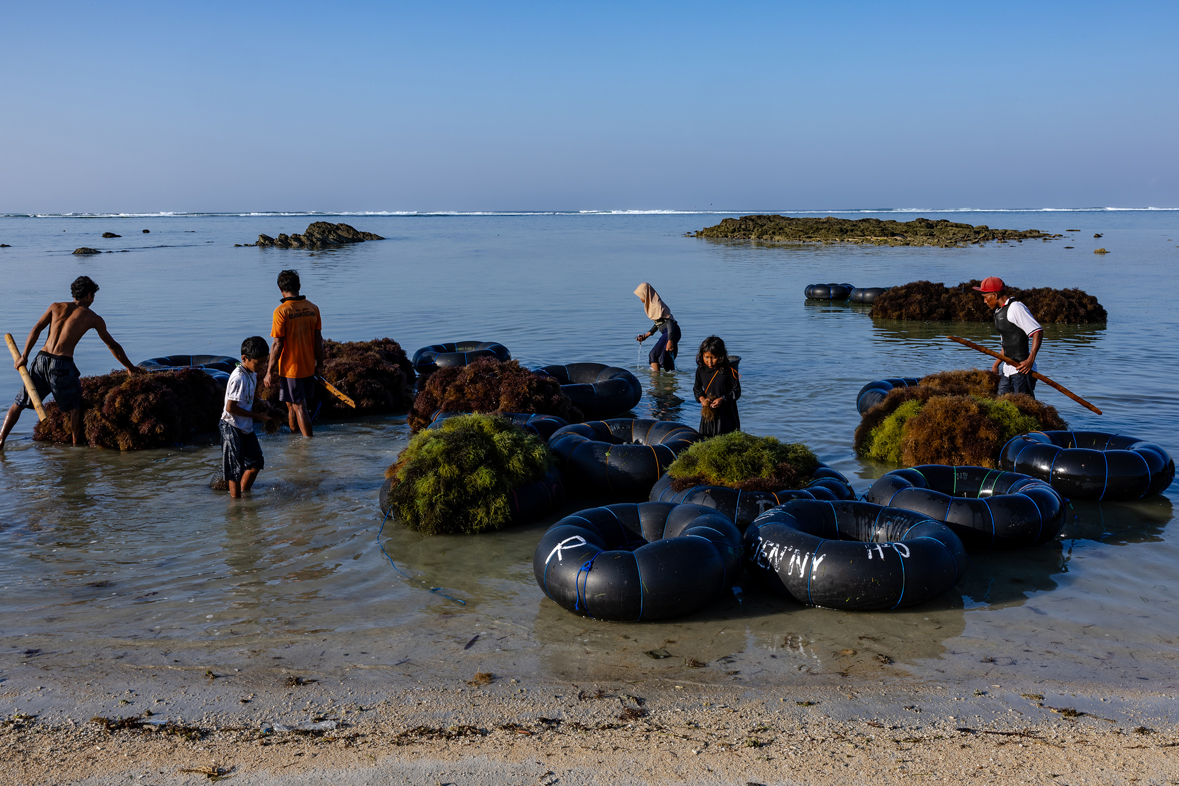 Residents harvest and cultivate seaweeds at soon-to-be evicted Muluq Beach near Mandalika SEZ, in Lombok, Indonesia on Oct. 14, 2023.