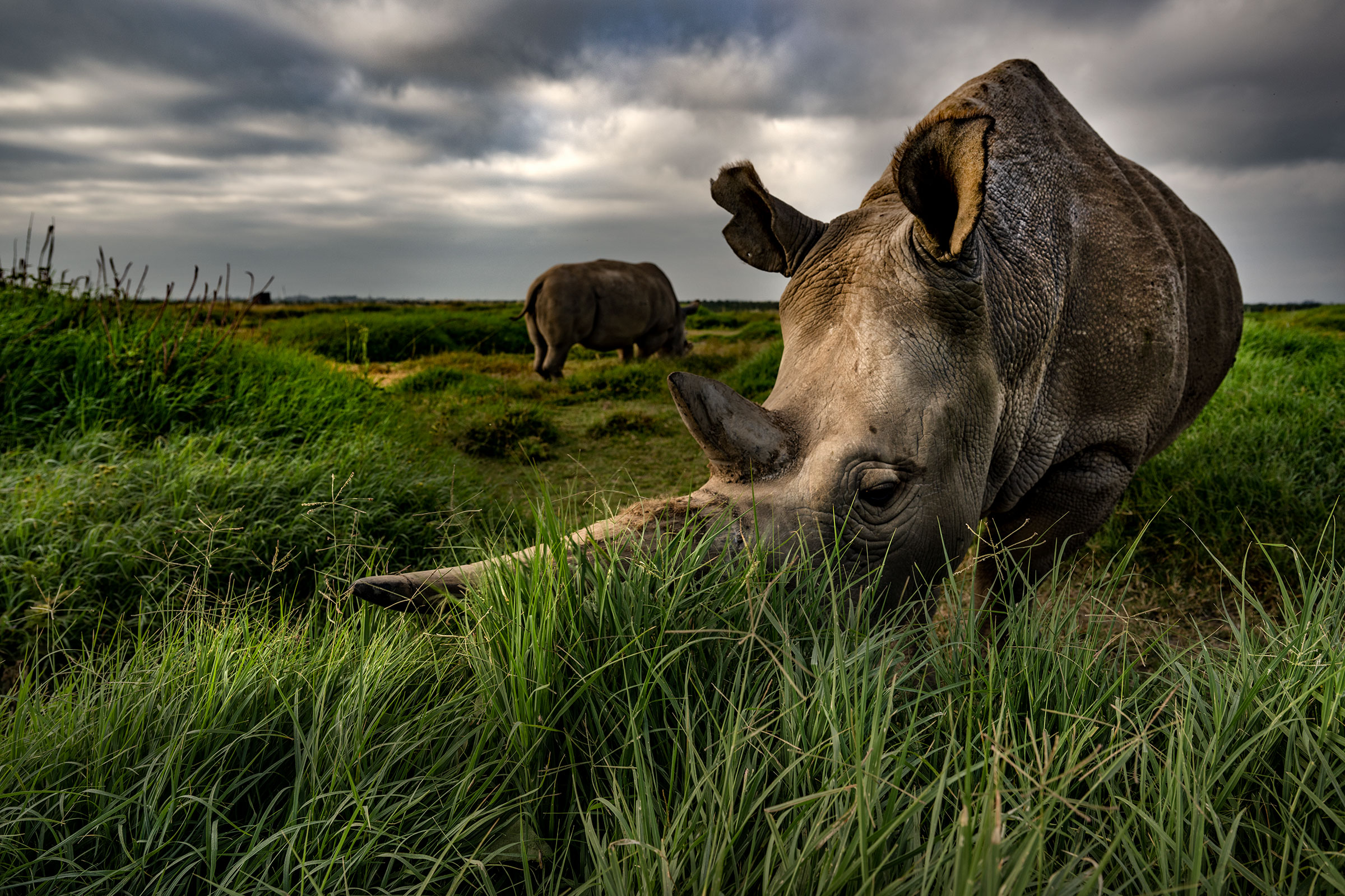 An Inside Look at the Embryo Transplant That May Help Save the Northern White Rhino