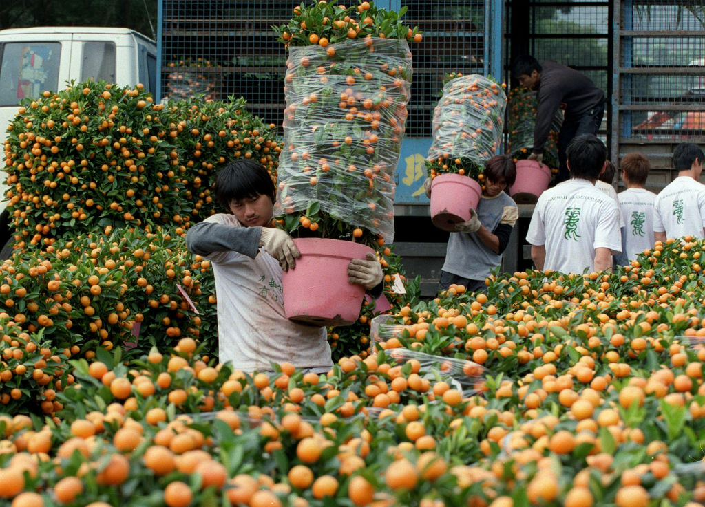 Workers loading pots of tangerines—a type of mandarins—from a truck in a flower farm for Chinese New Year in Hong Kong, Jan. 22, 2003.