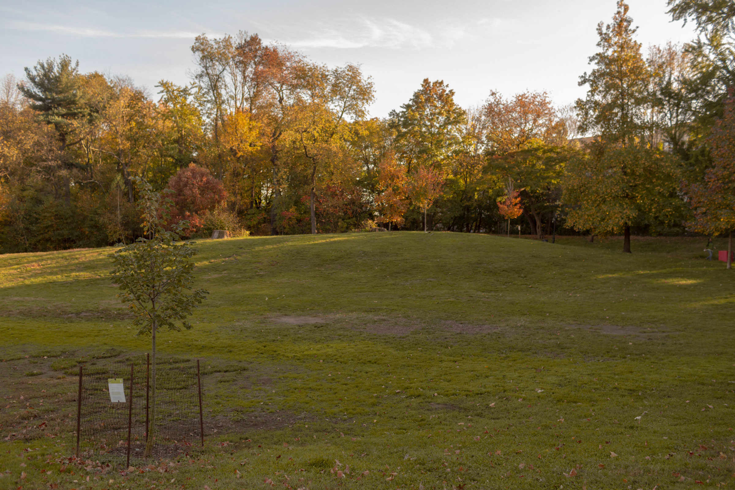 2023 年 11 月 3 日，布鲁克林展望公园的一处地方，有一个小标牌将其标为“大卫树林”，以堆肥者和活动家大卫·巴克尔 (David Buckel) 的名字命名，他于 2018 年在布鲁克林自焚自杀。
