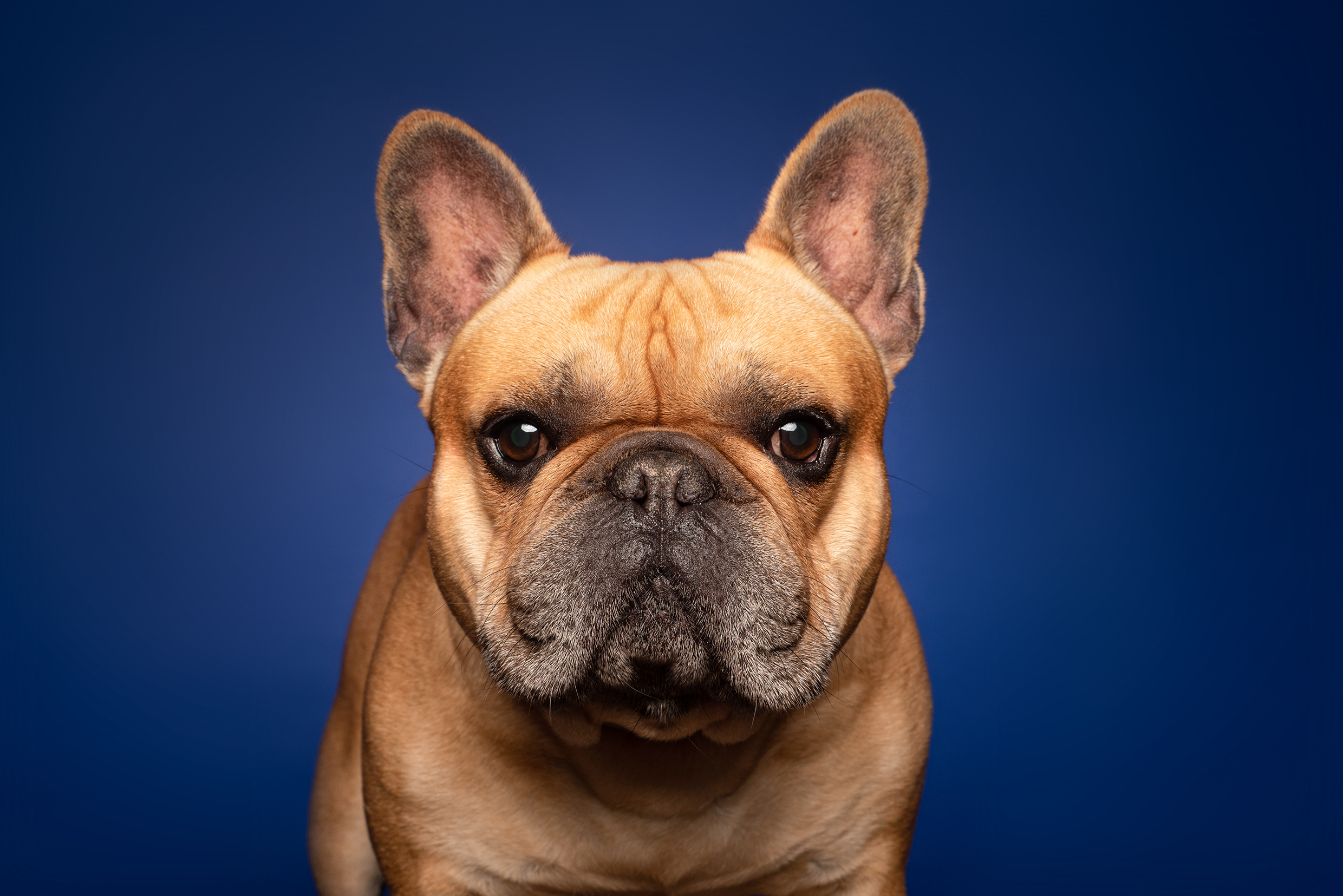Close-up portrait of french bullpurebred bullguard dog against blue background
