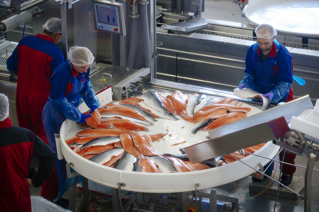 Pourquoi un nombre massif de saumons d’élevage meurent
