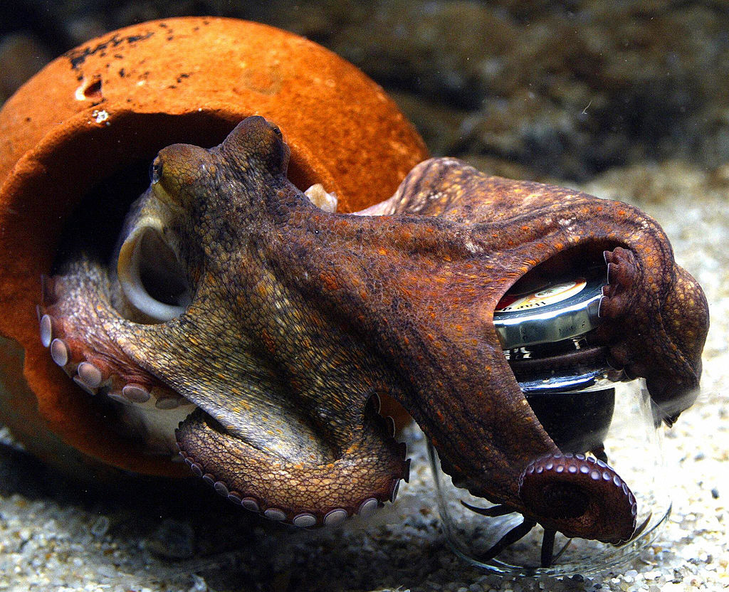 A two-month-old octopus (Octupus Vulagar