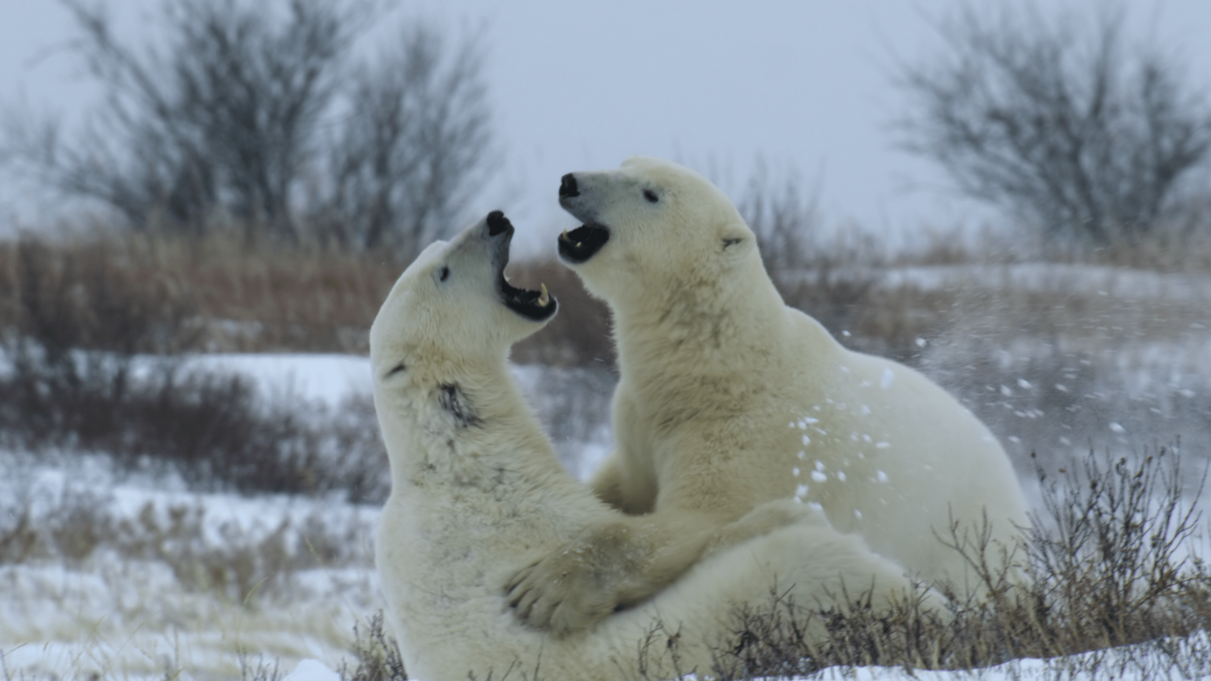 Polar bears in the new Netflix nature series Our Living World