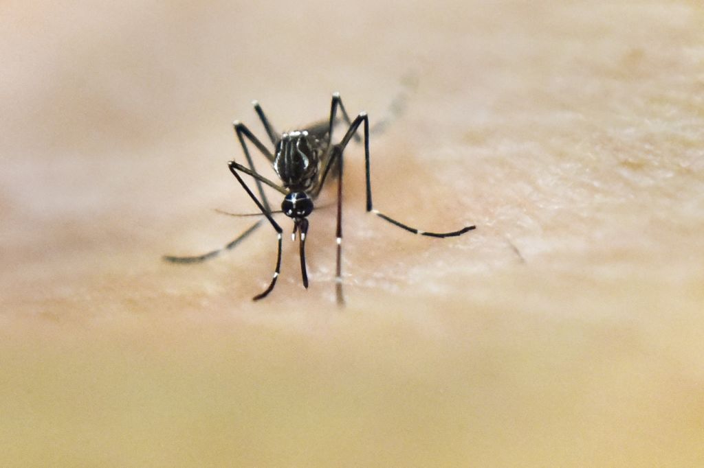 Puerto Rico Experiences Public Health Crisis with Surge in Dengue Cases