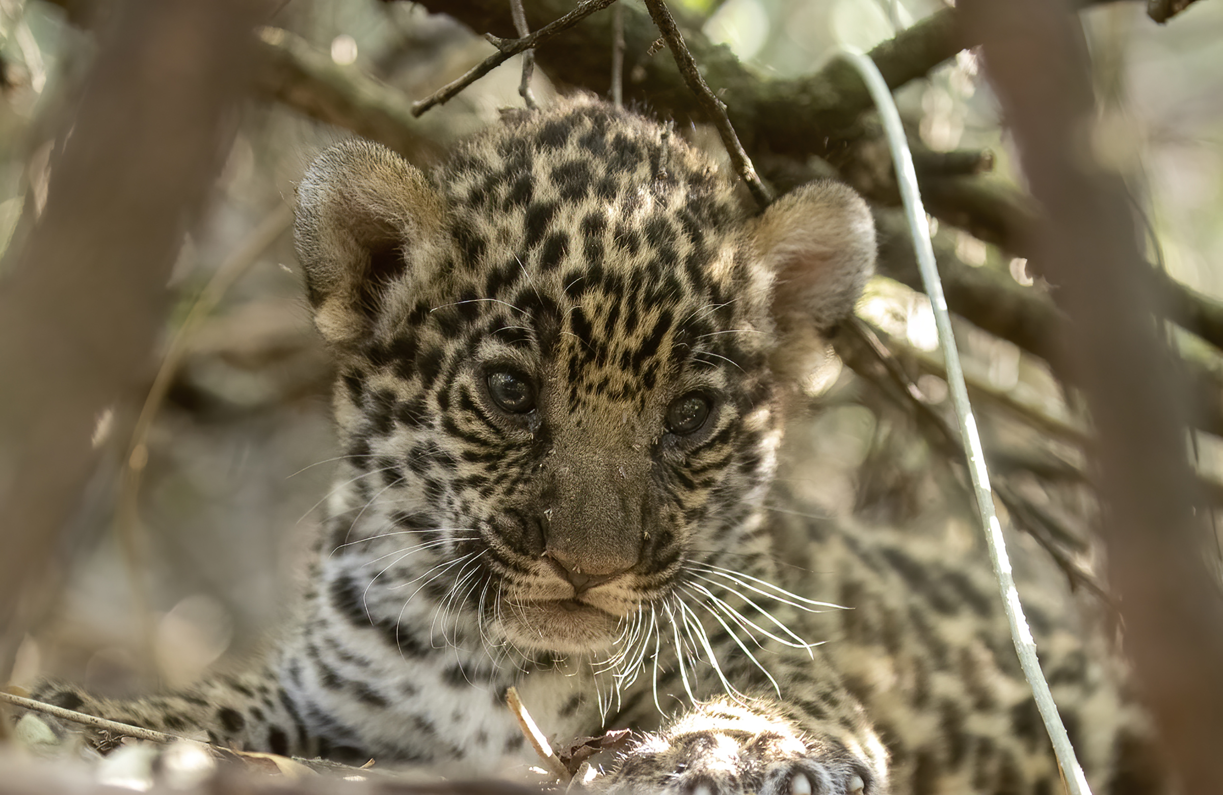 Nala, a jaguar cub born in captivity is the offspring of Qaramta, a solitary wild male living in El Impenetrable National Park.
