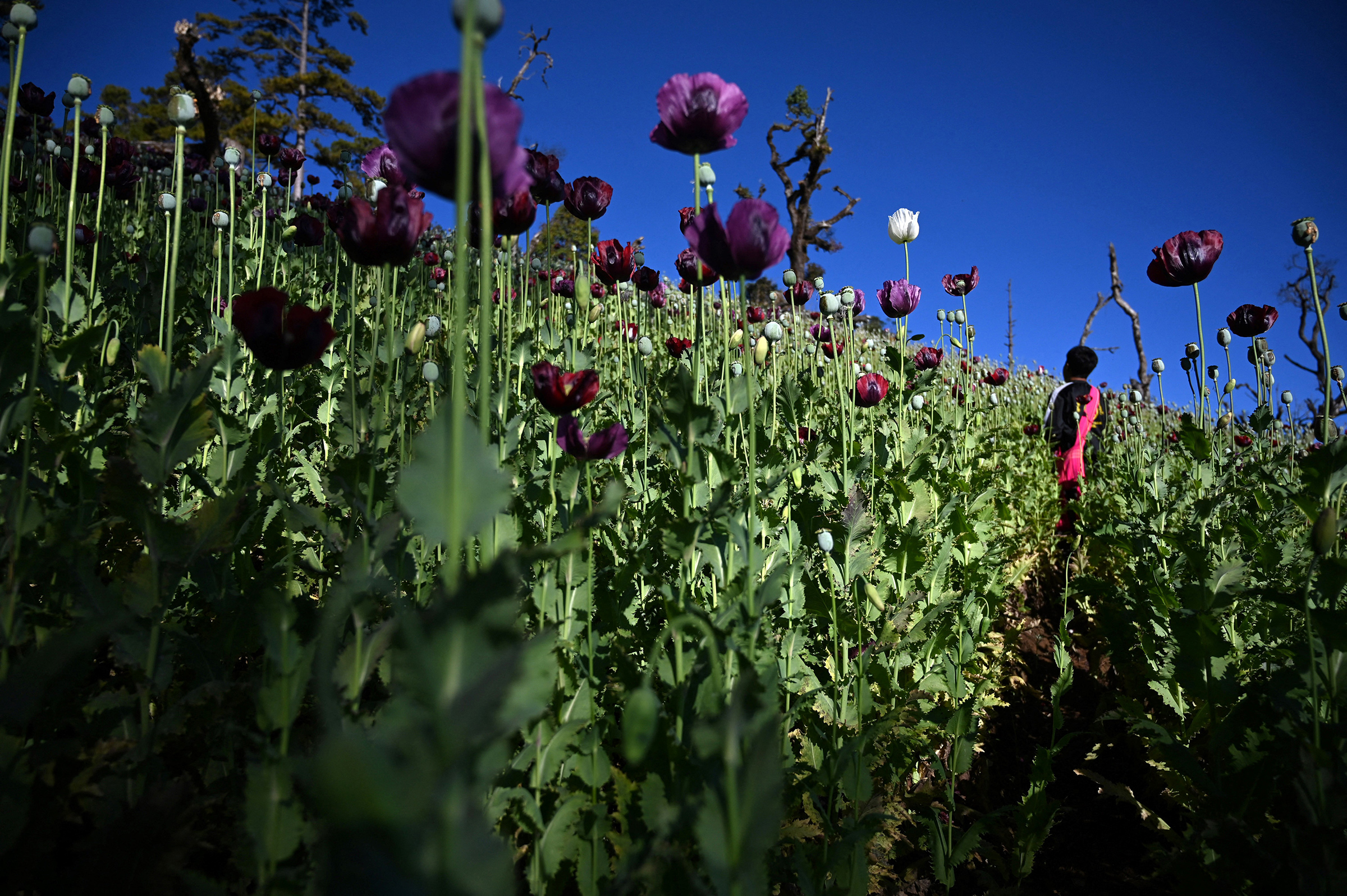 A farmer working at an illegal poppy field in Hopong, Myanmar Shan State. Myanmar is now the world's biggest producer of opium, overtaking Afghanistan after the Taliban crackdown on the trade, according to a United Nations report released on Dec. 12, 2023.