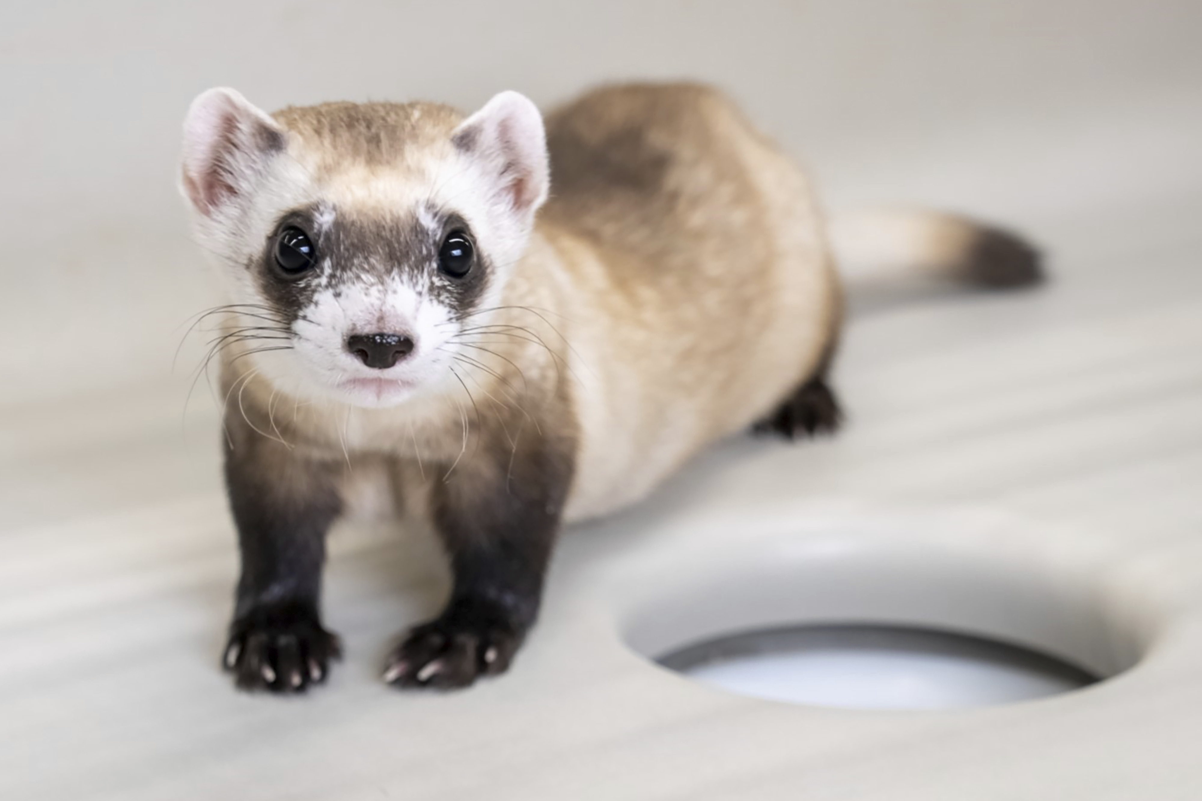 Two Endangered Ferrets Cloned From Genes Of Critter Frozen In 1980S