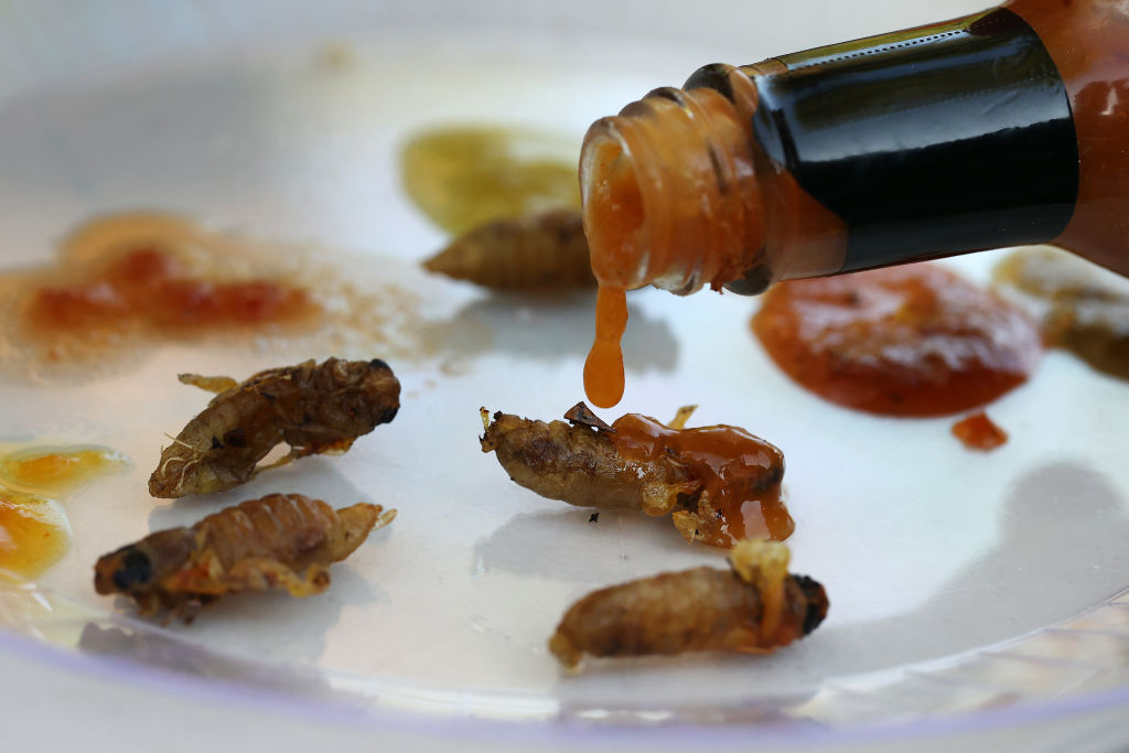 Can You Eat Cicadas? Yes, And Here’s How To Catch, Clean, And Cook Them